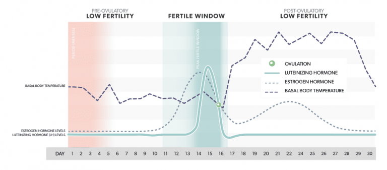 how-long-after-your-lh-surge-do-you-ovulate-mira-fertility-tracker