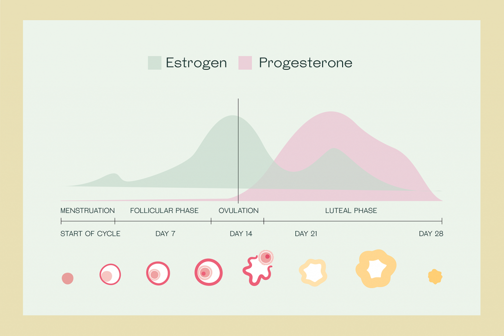 Estrogen And Progesterone Understand How Each Hormone Works 2183